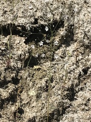 Hesperolinon spergulinum