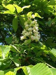 Aesculus hippocastanum