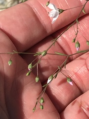 Hesperolinon spergulinum