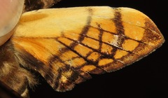 Protambulyx euryalus