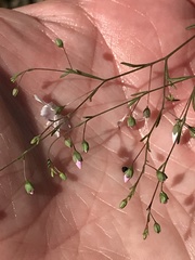 Hesperolinon spergulinum