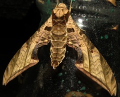 Protambulyx euryalus