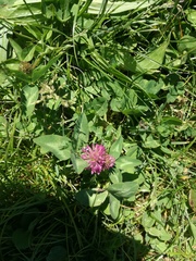 Trifolium pratense