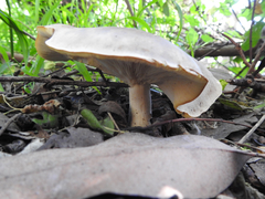 Russula kalimna