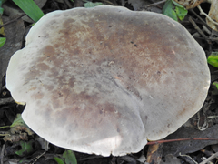 Russula kalimna