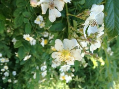 Rosa canina