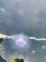 Cyanea lamarckii
