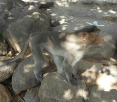 Macaca radiata