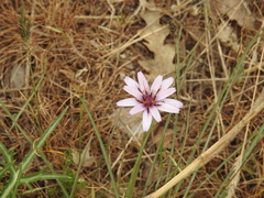 Pseudopodospermum papposum