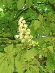 Aesculus hippocastanum