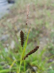 Carex aperta