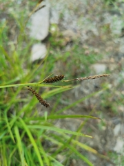 Carex aperta