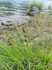 Carex aperta