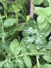 Golovinomyces sonchicola