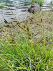 Carex aperta