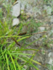 Carex aperta