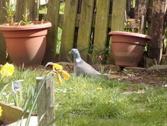 Columba palumbus