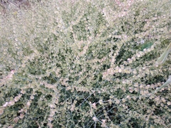 Rumex induratus