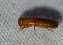 Platypodinae