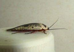 Gyna caffrorum