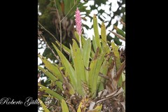 Aechmea distichantha schlumbergeri