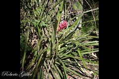 Aechmea distichantha distichantha