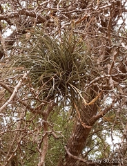 Tillandsia baileyi