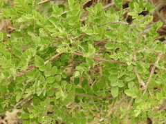 Colutea cilicica