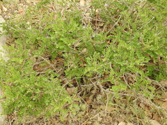 Colutea cilicica