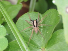 Pardosa laura