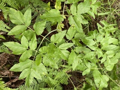 Angelica tomentosa