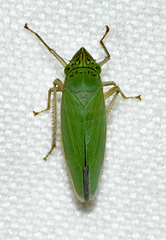 Draeculacephala inscripta