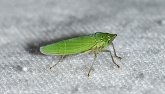 Draeculacephala inscripta