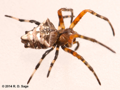 Verrucosa meridionalis