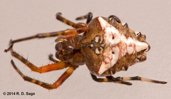 Verrucosa meridionalis