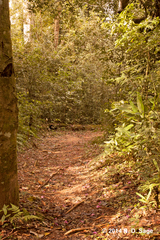 Verrucosa meridionalis