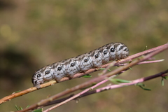 Proserpinus proserpina