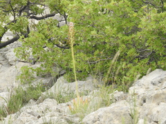 Eremurus spectabilis