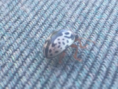 Calligrapha multipunctata