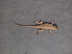 Sceloporus occidentalis
