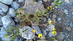 Solanum myriacanthum