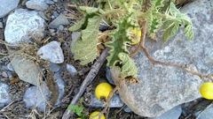 Solanum myriacanthum