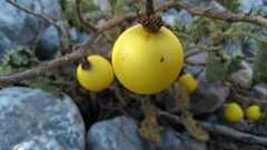 Solanum myriacanthum