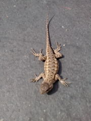 Sceloporus occidentalis