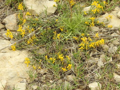 Genista libanotica