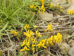 Genista libanotica