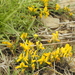 Genista libanotica - Photo (c) אריאל שמיר, some rights reserved (CC BY-NC), uploaded by אריאל שמיר