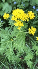 Descurainia tanacetifolia