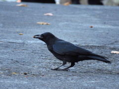 Corvus brachyrhynchos