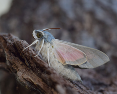 Hyles vespertilio